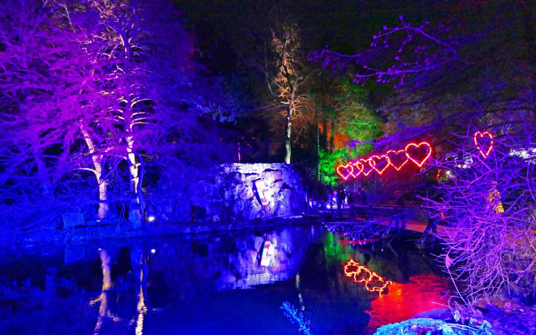 2024 Von den Frankfurter Winterlichtern zum Gernsheimer Lichtermeer