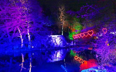 2024 Von den Frankfurter Winterlichtern zum Gernsheimer Lichtermeer